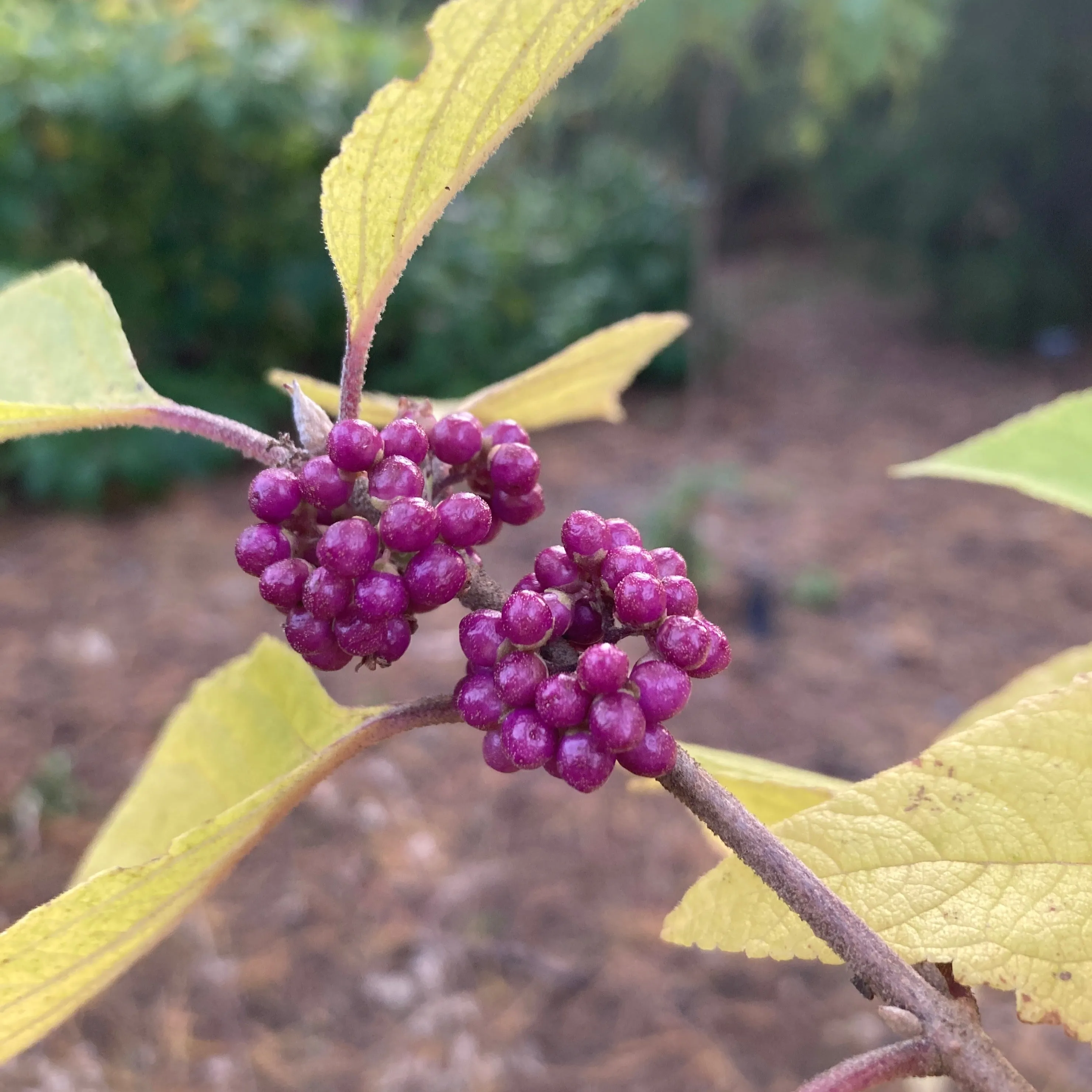 American Beautyberry - Callicarpa americana