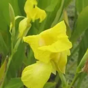 Canna Flaccida - Florida Canna (Bare Root)