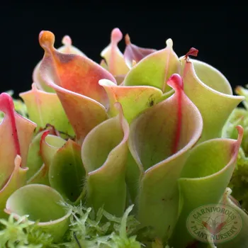 Heliamphora minor