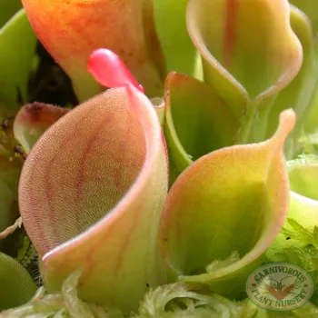 Heliamphora minor