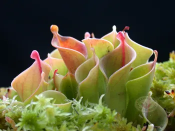 Heliamphora minor