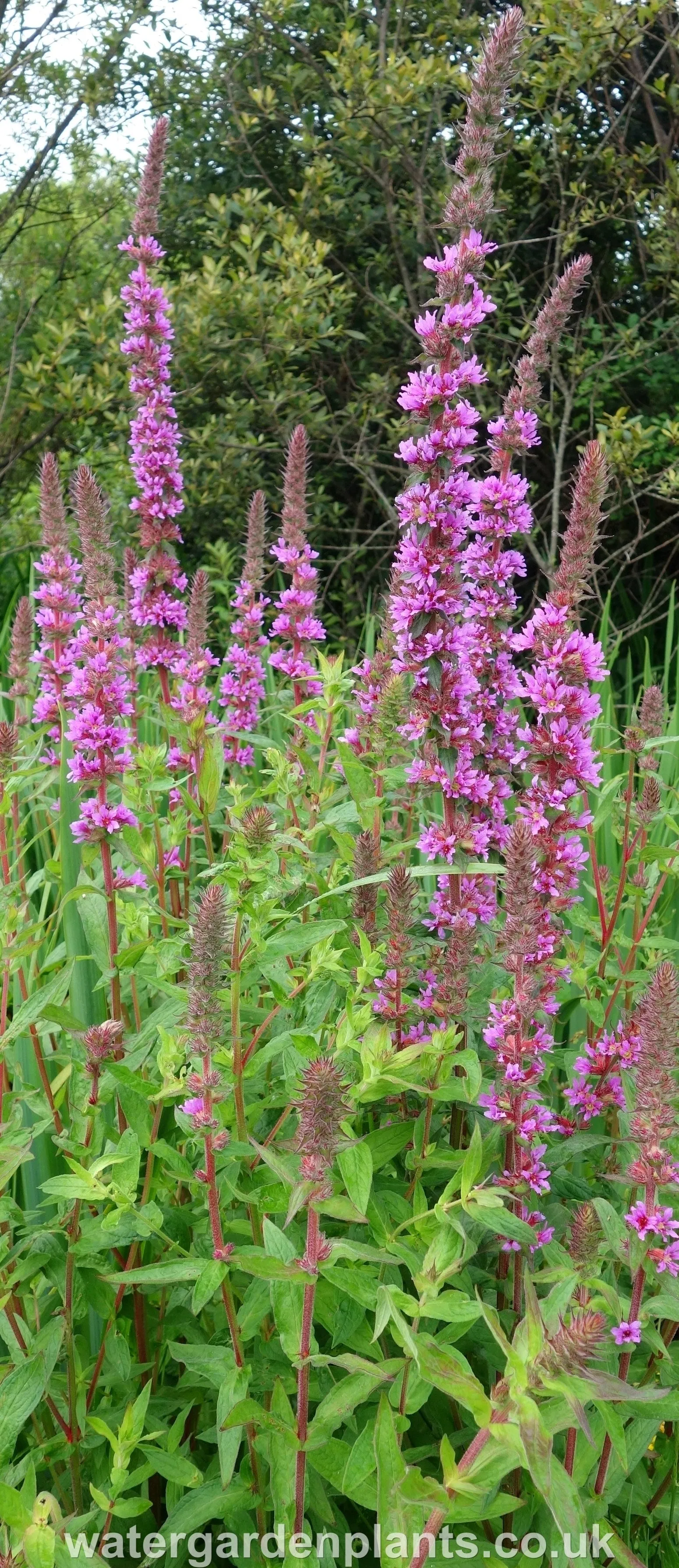 Lythrum salicaria - Purple Loosestrife